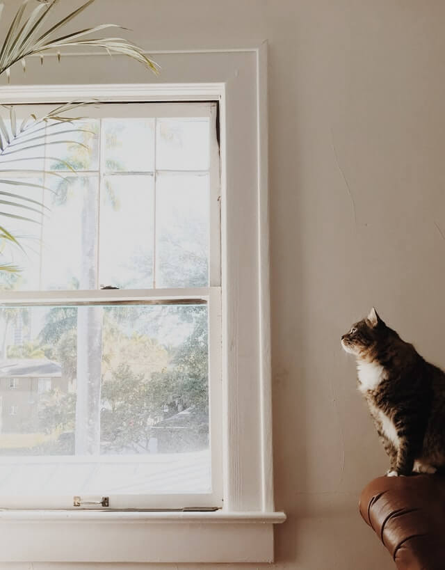 cat sitting on the head of a leather sofa looking through old style window, greenery visible through the window