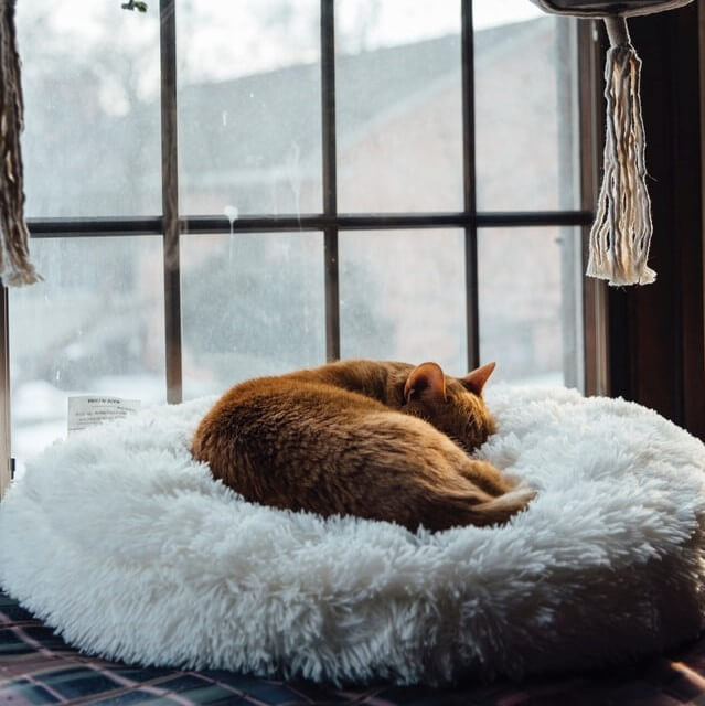 cat on a fluffy pillow in front of a window