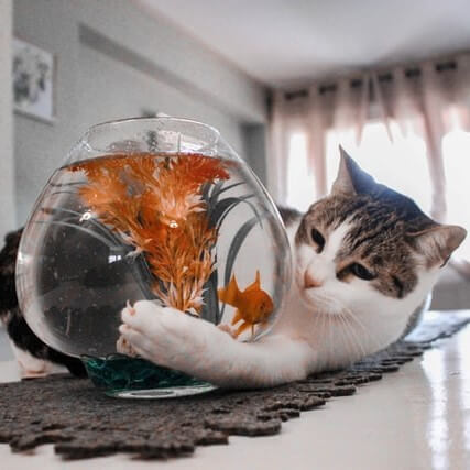 cat interacting with a goldfish inside a fish tank