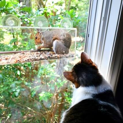 cat watching squirrel through the window