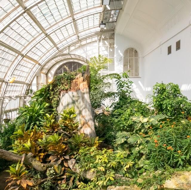 lush greenery in an old style conservatory