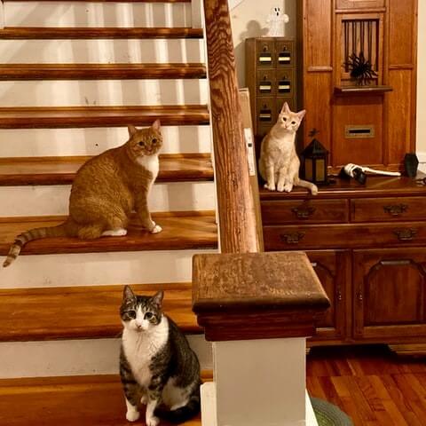 two cats sitting on the stairs and one sitting on the side board, all staring at the viewer