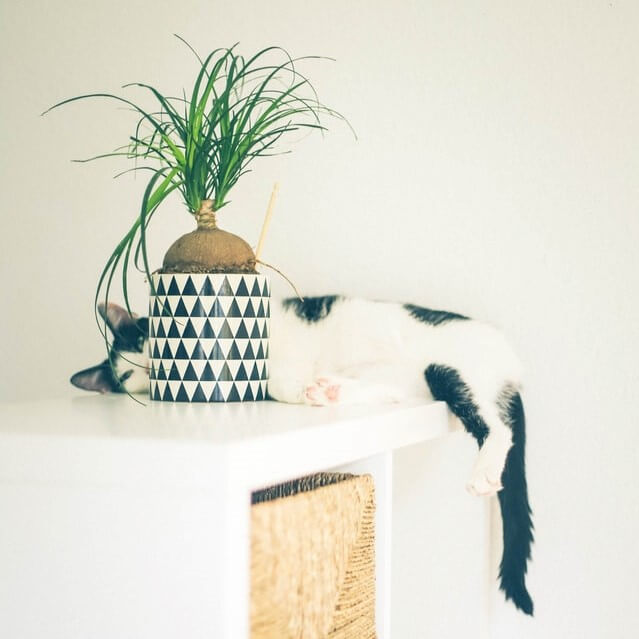 white spotted cat on a white cubpoard and white wall behind him