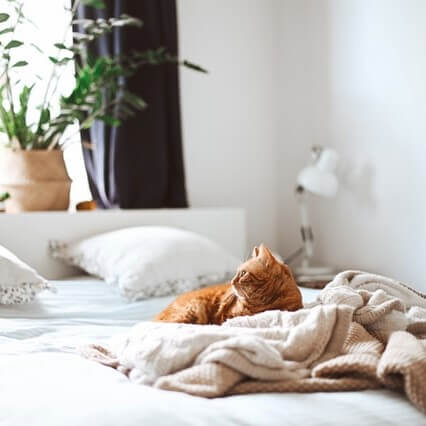 ginger cat lying on a blanket on a bed, looking away from the viewer