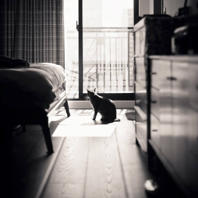 cat sitting on the floor in front of patio door in a dark room