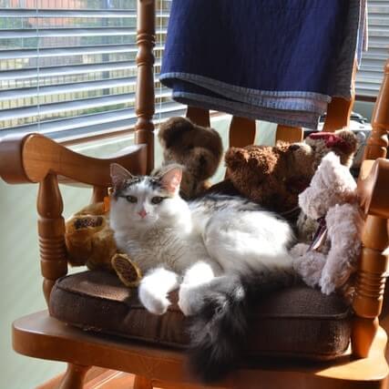 long haired cat sitting amongst toys on a chair