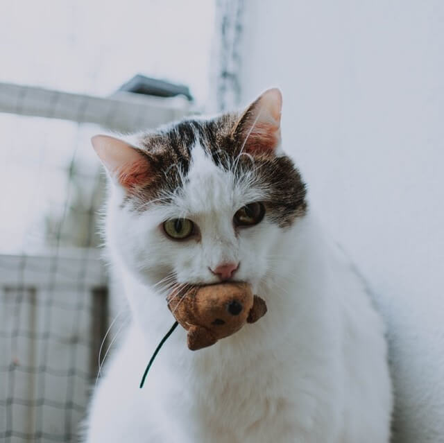 cat holding a toy-mouse in his mouth and staring at the viewer