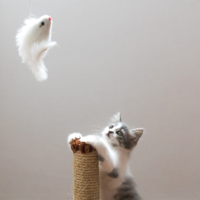 kitten climbing up a scratch post, looking at the toy mouse that is in the air above him