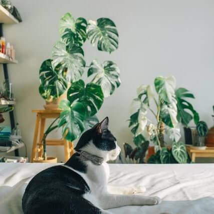 black and white cat on a bed, looking away from the viewer. Some plants in the far end of the room.